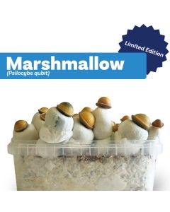 Paddo Kweekset Marshmallow (Ready-to-Grow Growkit) - 1200 cc