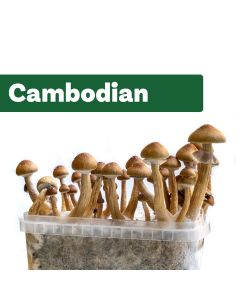 Paddo Kweekset Cambodian  (Ready-to-Grow Growkit)