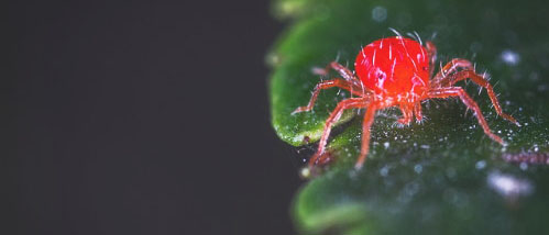 Spint Bestrijden bij Wietplanten