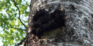 Chaga Paddenstoelen: Diamanten van het Bos