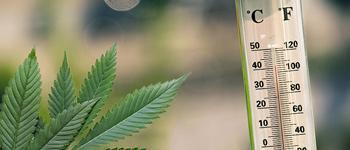 Dit zijn de Ideale Vaporizer Temperaturen voor Wiet en Kruiden