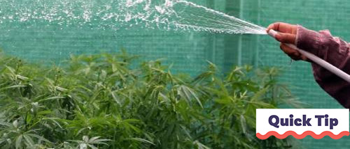 Wietplant Water Geven | Quick Tip