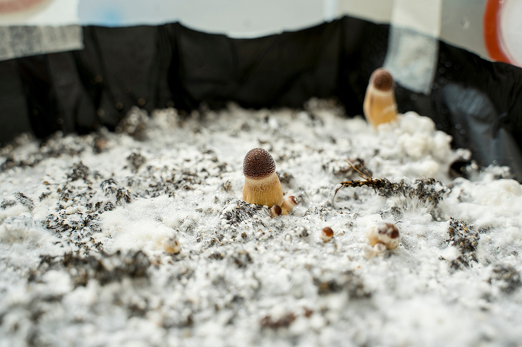 een paddo kweekset staat op het punt uit te komen. Dat is te zien aan de jonge paddenstoelen en de totale bedekking van de bodem met wit mycelium
