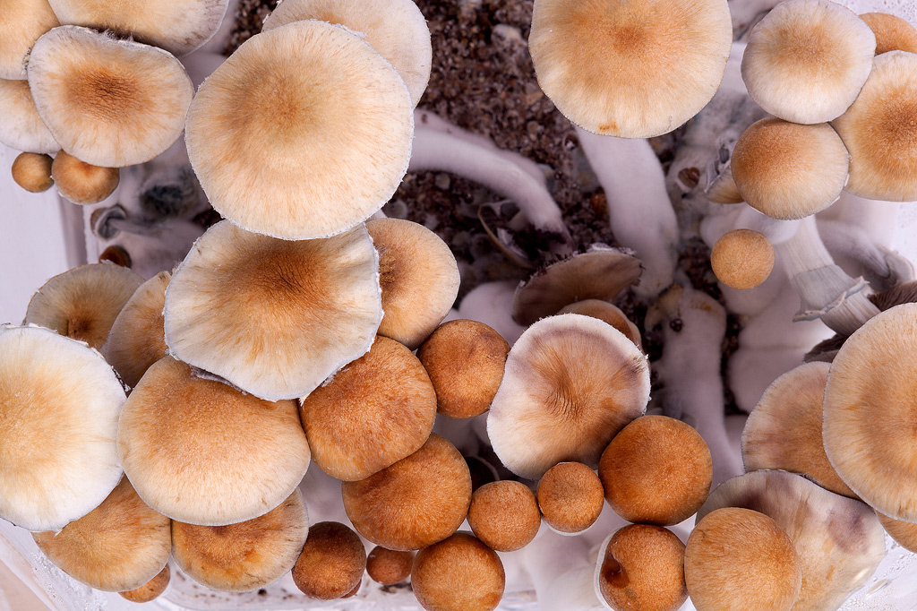 magic mushrooms van bovenaf