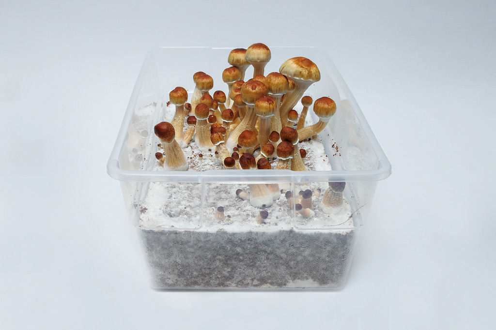 paddo's kweken in een monotub