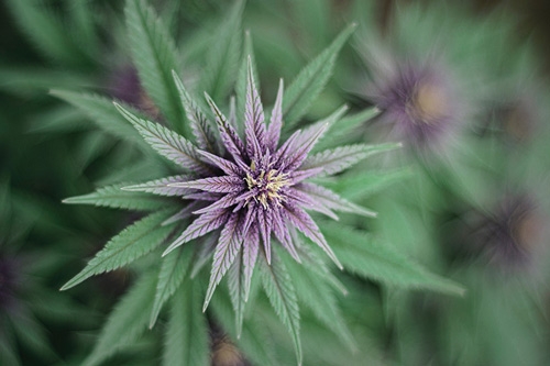 Royal Queen Seeds Purple Queen