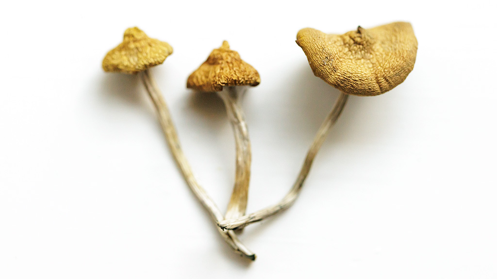 3 gedroogde<em>Psilocybe azurescens</em>