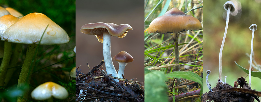 Van links naar rechts: Psilocybe cubensis, Psilocybe cyanescens, Psilocybe azurescens (let op het puntje) en de slanke witte Panaeolus cyanescens.