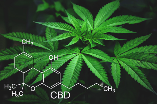 CBD wietzaden