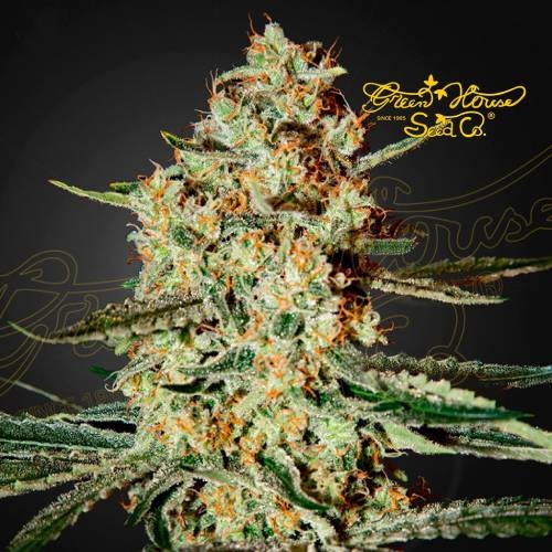 himalaya gold
