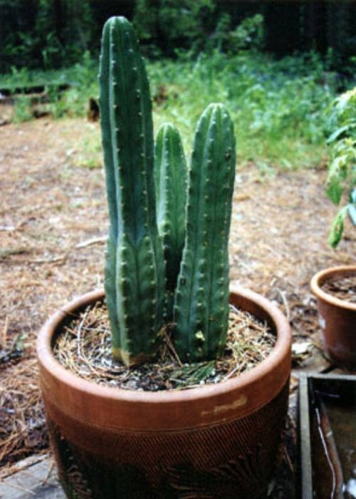san pedro cactus zaden verzorging