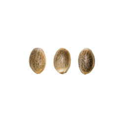 Tropicanna Poison F1 Fast Version (Sweet Seeds) 3 zaden