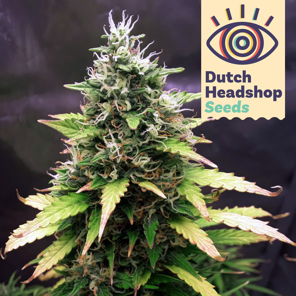 Dutch Headshop Growbucket Auto Gorilla Glue